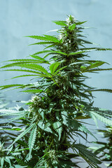 Marijuana with Big Cola 
