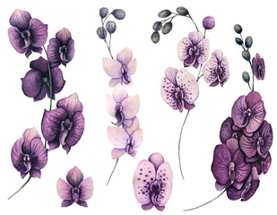 Set of Watercolor Orchidea Flowers © Nebula Cordata