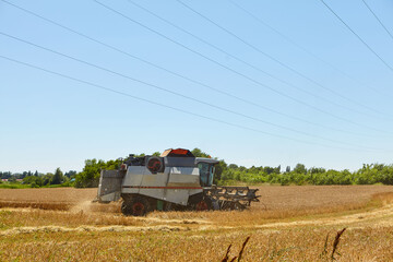 Fototapeta premium Combine harvester in action on wheat field. Process of gathering a ripe crop.