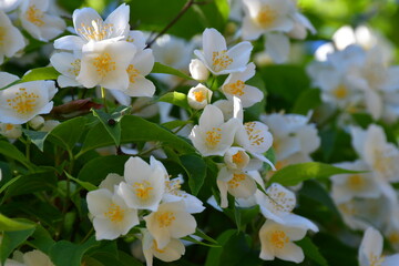 A blooming jasmine bush in the garden on a sunny summer day. Beautiful white flowers with pistils and stamens. Selective focus. Blurred background
