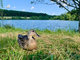 wild duck sitting on the grass by the lake