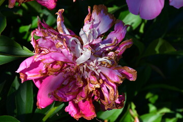 A fading pink peony flower in the garden on a blurry green background. Flaccid, darkening petals....