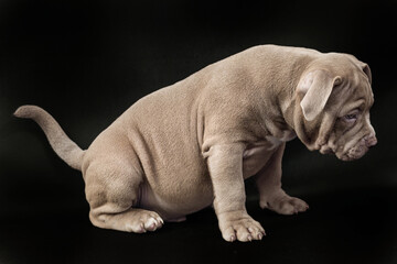 A liliac American bully puppy with uncut ears. Close-up, isolated on a black background - obrazy, fototapety, plakaty