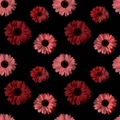 Gerbera flowers are maroon-red in color as a separate object. Seamless pattern with gerberas.