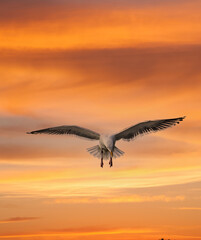 A seagull in flight at sunseton the Oregon coast near Depoe Bay