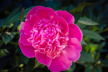 pink peony flower