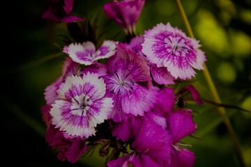 pink and purple flowers