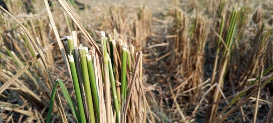 burning hay in the fields