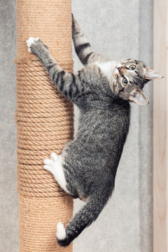 A striped mongrel kitten climbs a pole with a jute rope. Special post scratching post for cats
