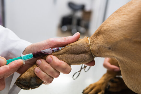 Female veterinarian removing blood from Bulldog leg at medical clinic