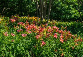 Colorful daylily garden in bloom