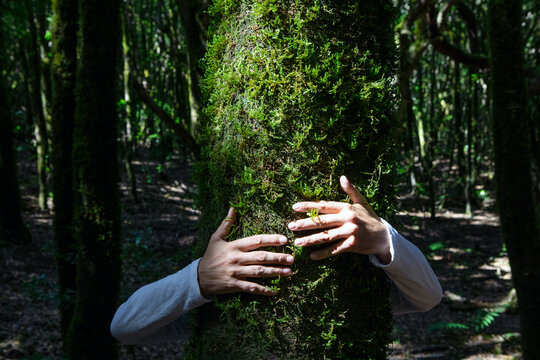 Man's hand embracing tree trunk in forest at Garajonay National Park, La Gomera