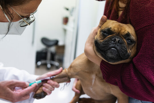Young woman holding French Bulldog while female veterinarian drawing blood at medical clinic
