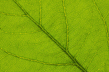 Naklejka na ściany i meble Fresh leaf of fruit tree close up. Mosaic pattern of a net of yellow veins and green plant cells. Abstract background on a floral theme. Beautiful summer wallpaper. Macro
