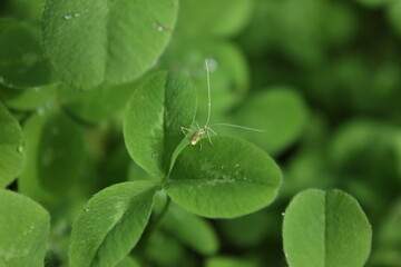 dew on a leaf