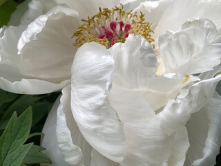 Close up of white tree peony flower
