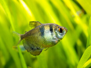 Black Skirt Tetra (Gymnocorymbus ternetzi) in a fish tank with blurred background