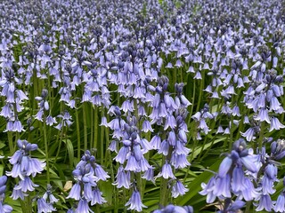 Bluebell flowers blooming in the garden