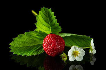 Ripe red strawberry with leaves and flowers on a black background. Summer sweet diet and healthy vitamin pack. Fruit still life