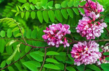A branch of pink acacia during the summer flowering period. Medicinal plant. Summer background