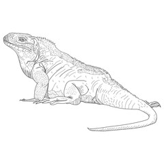 iguana 