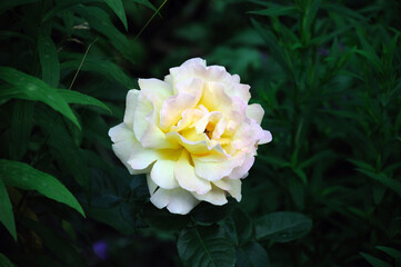 yellow rose in the garden