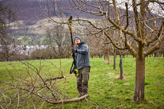 Mid adult male farmer using hedge trimmer while pruning bare tree