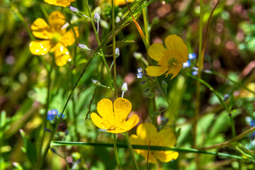 yellow flower in the garden