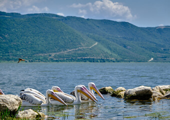 Groups of pelicans swimming in the lake of uluabat (golyazi) with mountain background.