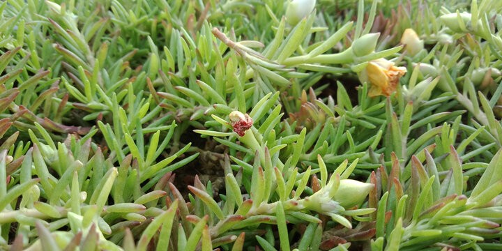 Beautiful shot of moss-rose purslane buds on the ground
