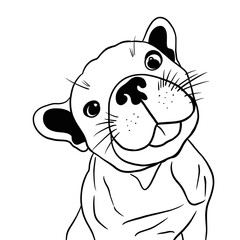 Playful french bulldog