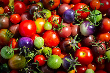 Various colorful cherry tomatoes