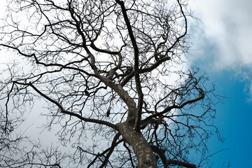Huge birds and pelicans in park istanbul in gulhane park istanbul. birds nest on huge and dried tries and pelicans are landing and fluttering with blue sky background.