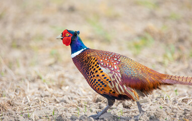 Common Pheasant Phasianus colchicus flies over the meadow behind the female.