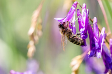 Honey bee collecting bee pollen from purple blossom. Bee collecting honey.