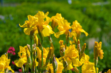 yellow blossoms of dragon flowers in sunshine at an ornamental garden in Tulln, Austria