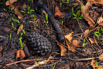 Charred Pine Cone in Weeks Bay Pitcher Plant Bog