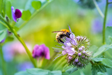 Carder bee collecting pollen