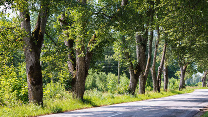 Large trees with thick trunks grow along the side of the road, an empty road in the foreground