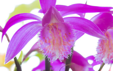 Rare orchid with a huge flower bloom.