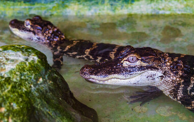 Young american alligators