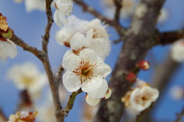 ウメ咲いた　冬の終わり