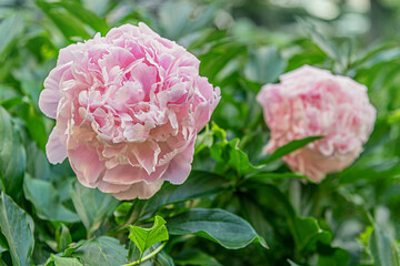 floral background of pink peony flowers on a flowerbed in the garden