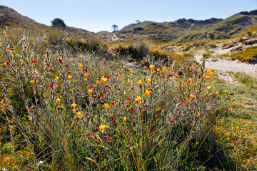 Image of yellow and red flowers on a sand dune and blue sky. Selective focus