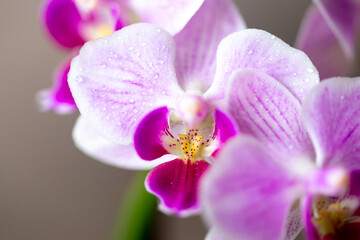 Fototapeta na wymiar Beautiful purple Phalaenopsis orchid flowers. Moth dendrobium orchid. Close up flower in bloom. Beautiful details of tropical floral visuals. Rainforest. 