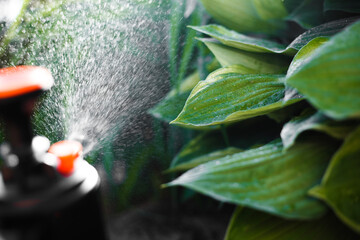 Close-up manual compression sprayer. Spraying water in the garden. gardening on a personal plot