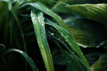 Close up water drops on a green leaf. Rain drops on plants.