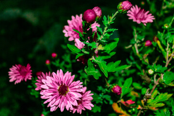 pink and white flowers