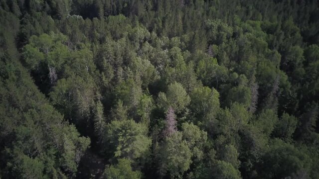 revealing a lake by panning camera up, algonquin canada
