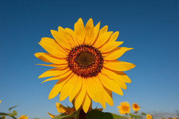 Blooming Sunflower Flower Against the Blue Sky in the Evening. Web Banner.